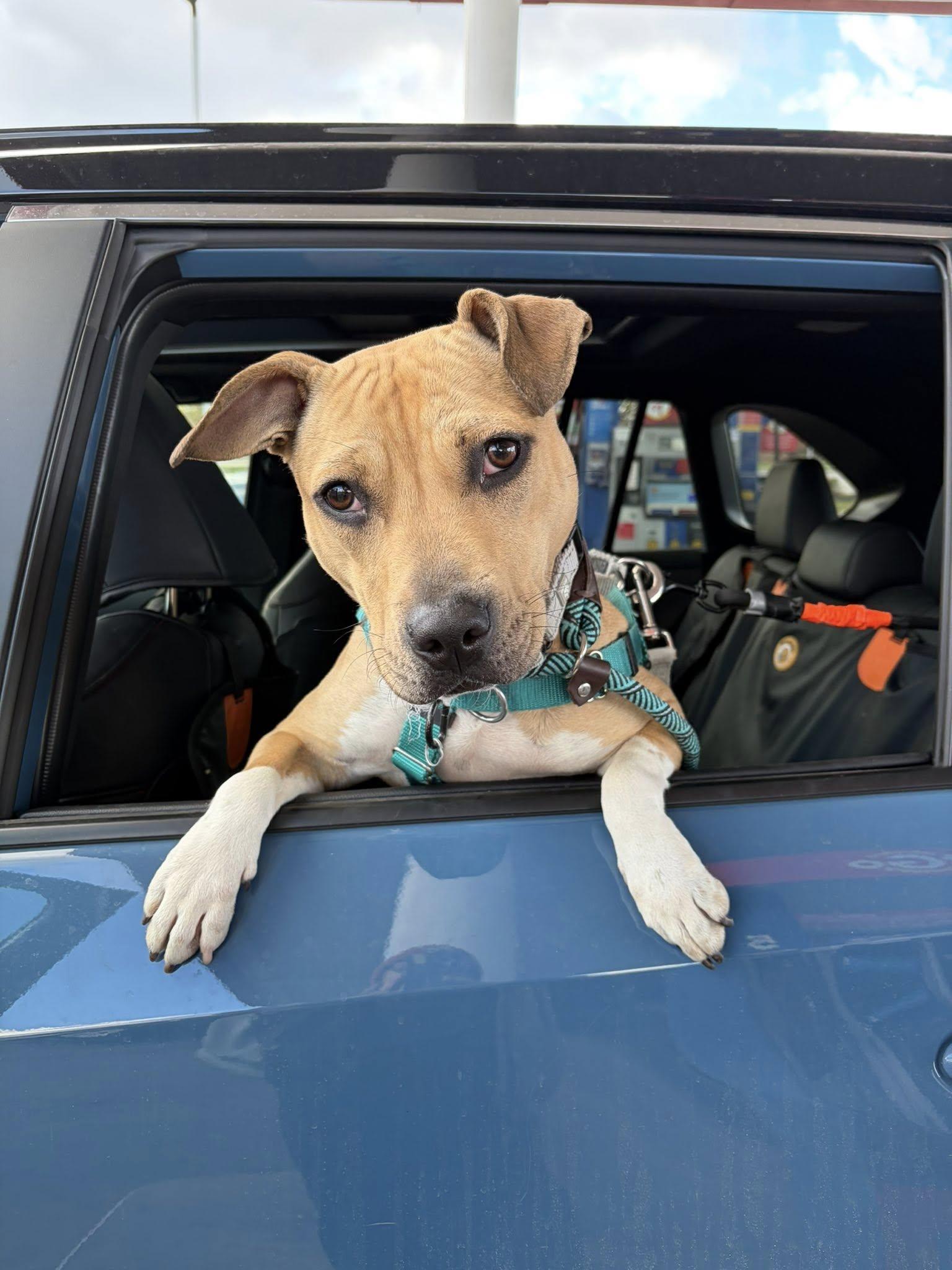 Starburst, Adoptable, Young Female Pit Bull Terrier.