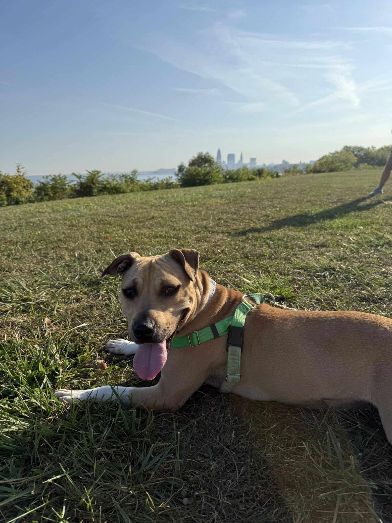 Starburst, a Adoptable mixed breed in Cleveland, OH image 4/6