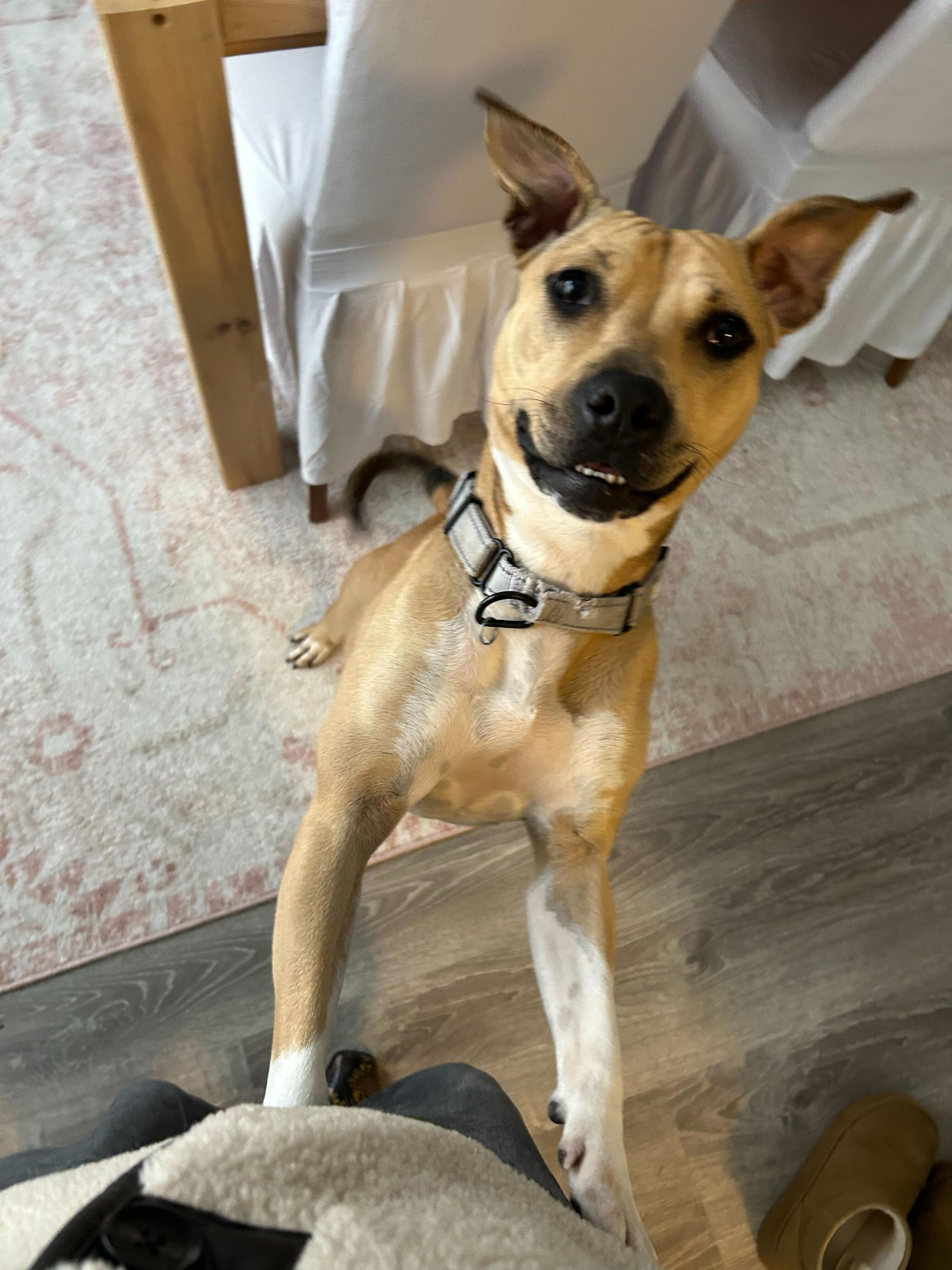 Starburst, Adoptable, Young Female Pit Bull Terrier.