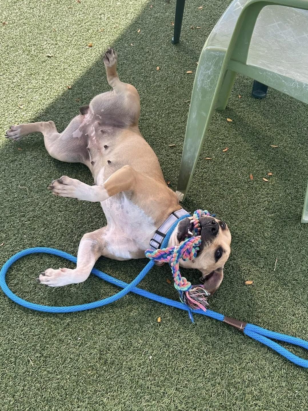 Starburst, a Adoptable mixed breed in Cleveland, OH image 5/6