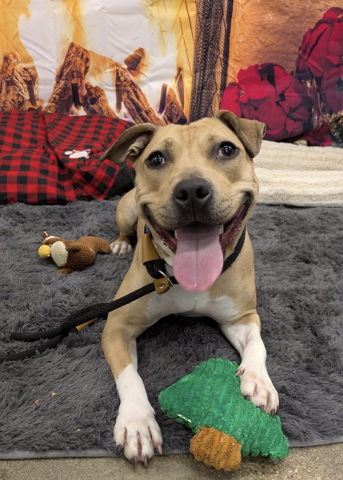 Enlarge Starburst, a Adoptable mixed breed in Cleveland, OH image 3/6