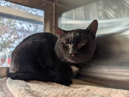 Enlarge George Bailey, a Adoptable mixed breed in Westland, MI image 1/3