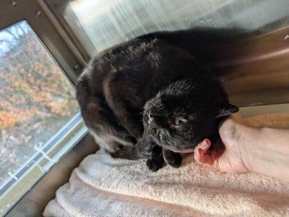 Enlarge George Bailey, a Adoptable mixed breed in Westland, MI image 2/3