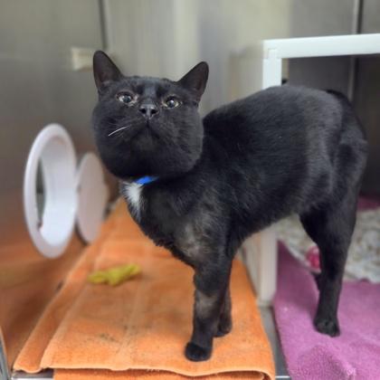 George Bailey, Adoptable, Adult Male Domestic Short Hair & Domestic Short Hair.