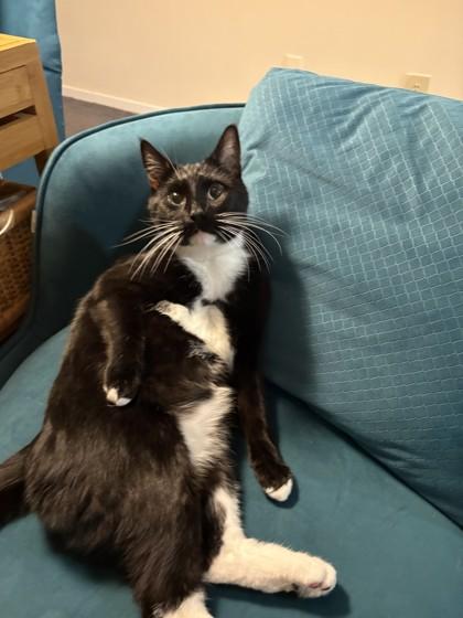 Dog, Adoptable, Adult Male Domestic Short Hair & Domestic Short Hair.