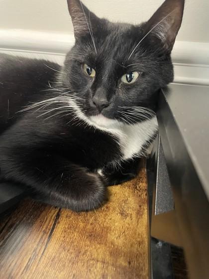 Enlarge Dog, a Adoptable mixed breed in Lawrenceville, GA image 1/1