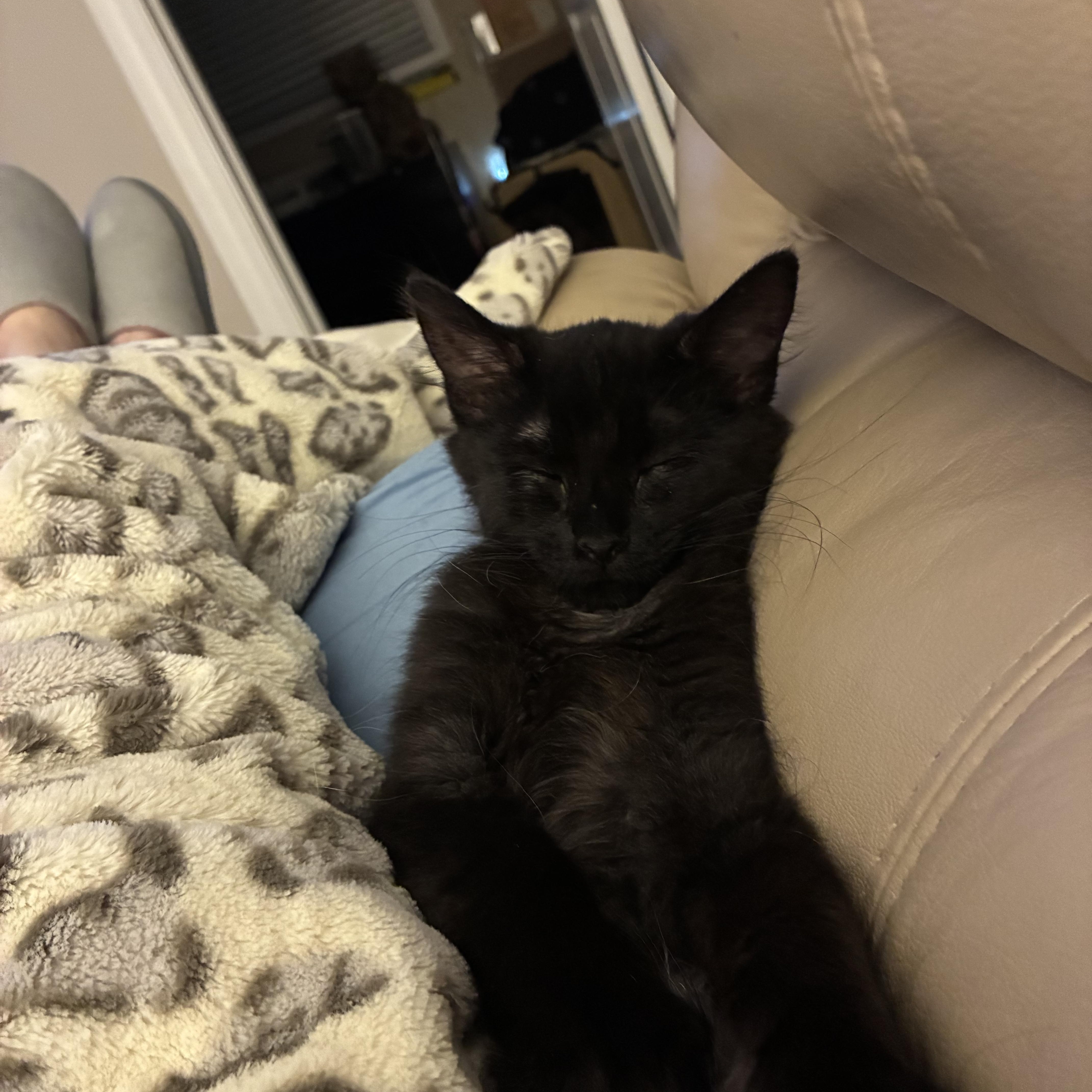 Foxy Roxy, adopted, Kitten Female Domestic Long Hair.