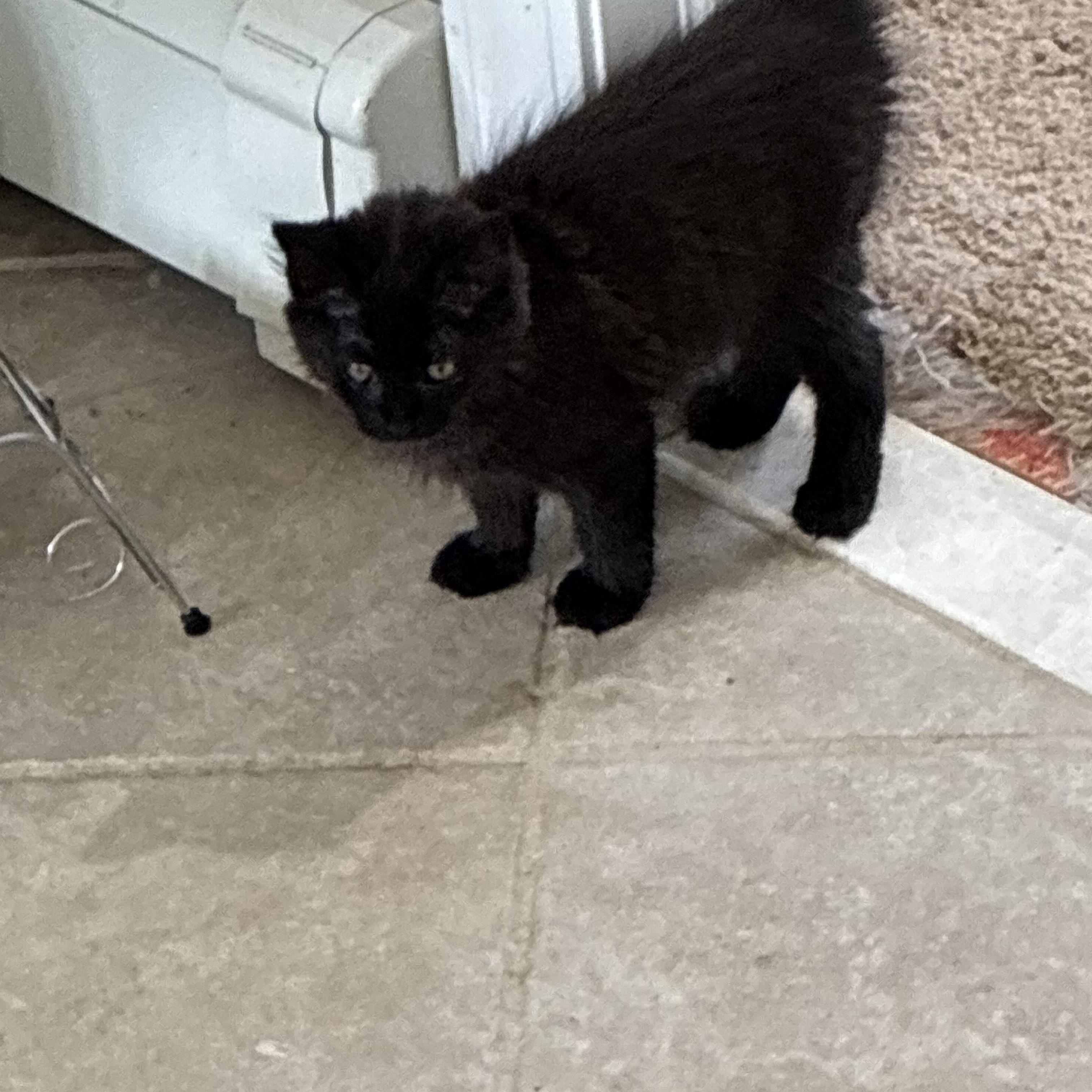 Enlarge Foxy Roxy, an adopted Domestic Long Hair in Freeport, NY image 2/2
