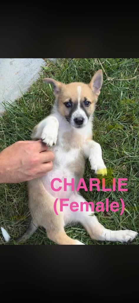 Charlie, Adoptable, Puppy Female Border Collie & Husky.