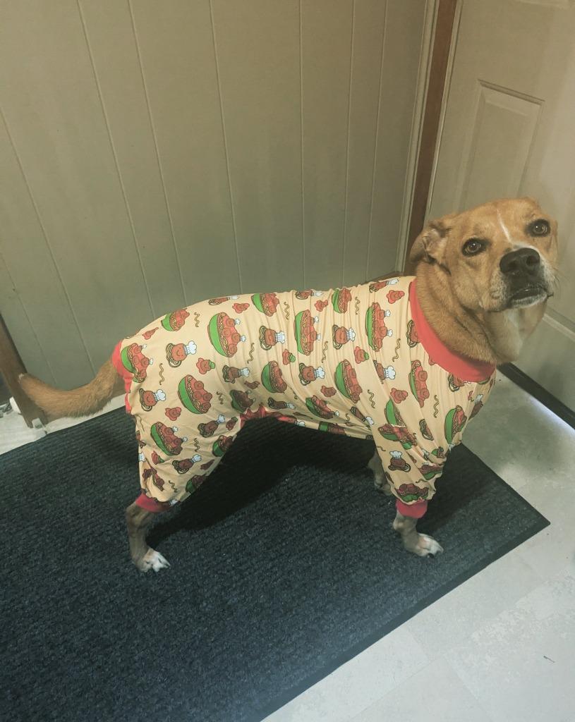 Toby, Adoptable, Adult Male Labrador Retriever & Terrier.