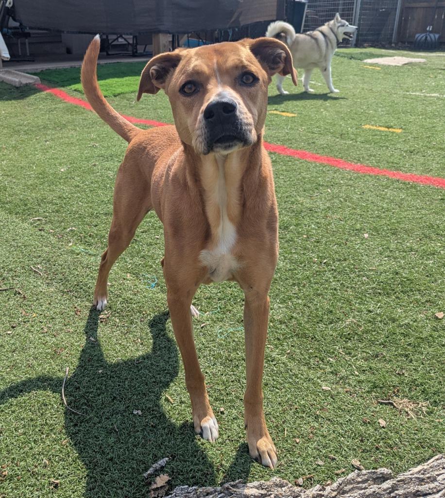 Toby, a Adoptable mixed breed in Indianola, IA image 2/5