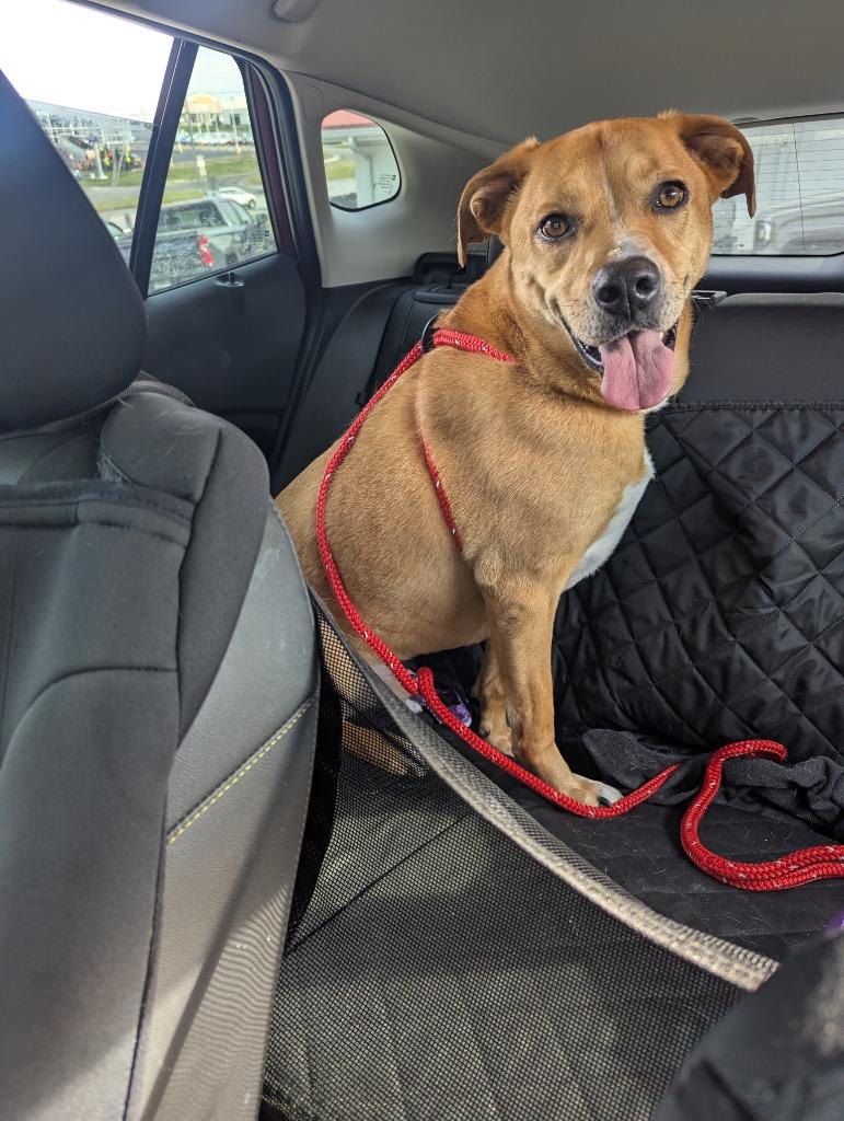 Toby, a Adoptable mixed breed in Indianola, IA image 3/5