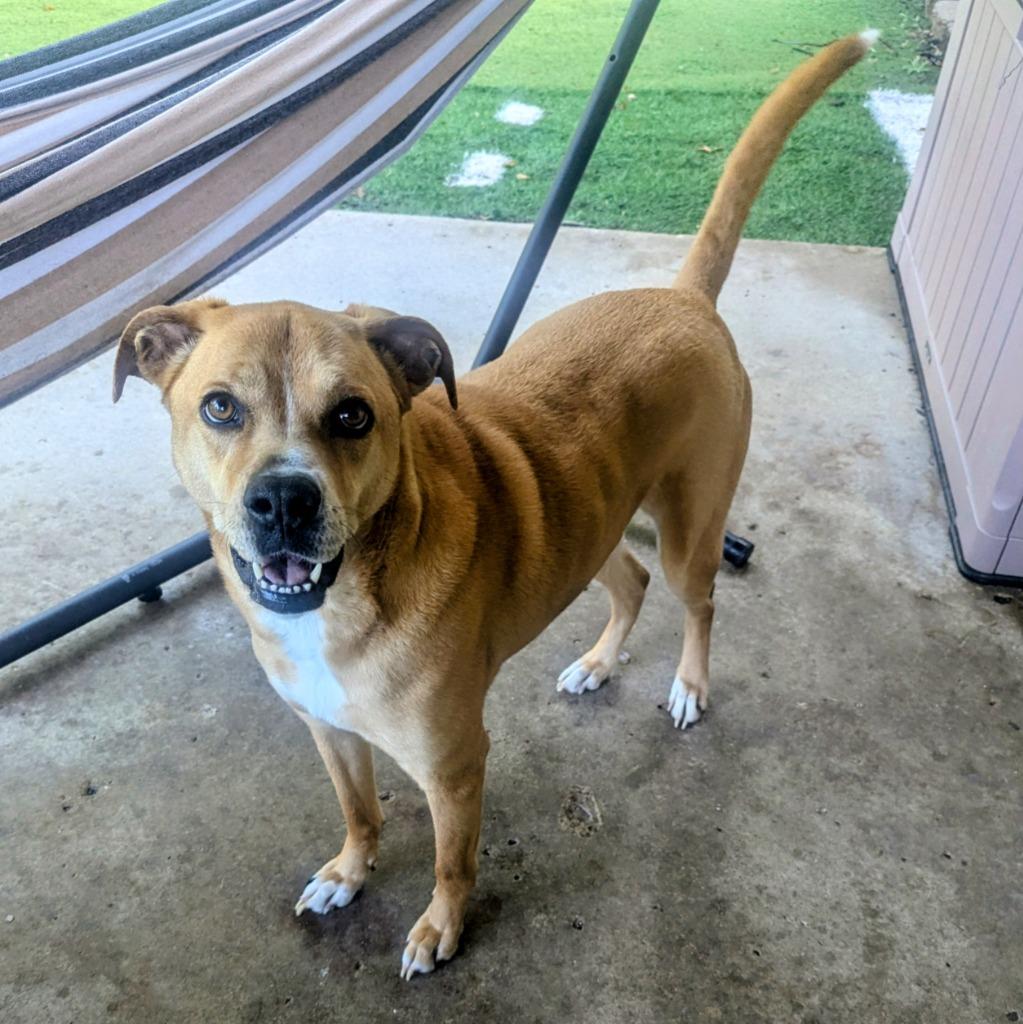 Toby, a Adoptable mixed breed in Indianola, IA image 4/6