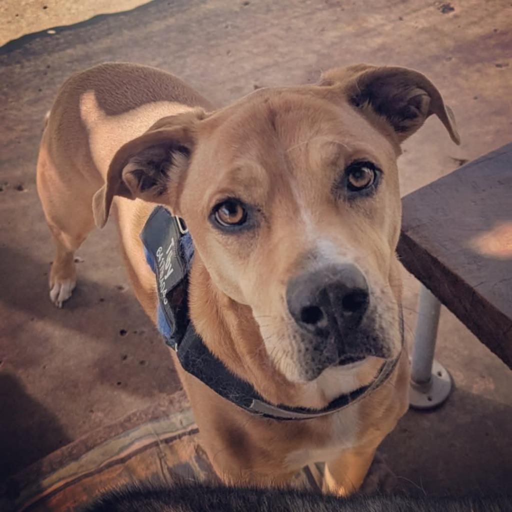 Toby, a Adoptable mixed breed in Johnston, IA image 4/5