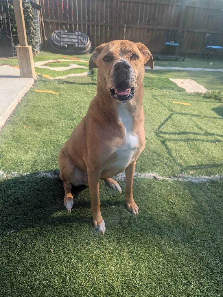 Enlarge Toby, a Adoptable mixed breed in Indianola, IA image 6/6