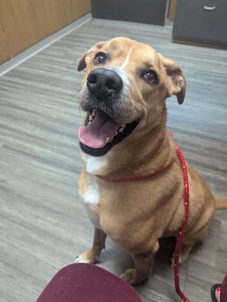 Enlarge Toby, a Adoptable mixed breed in Johnston, IA image 4/5