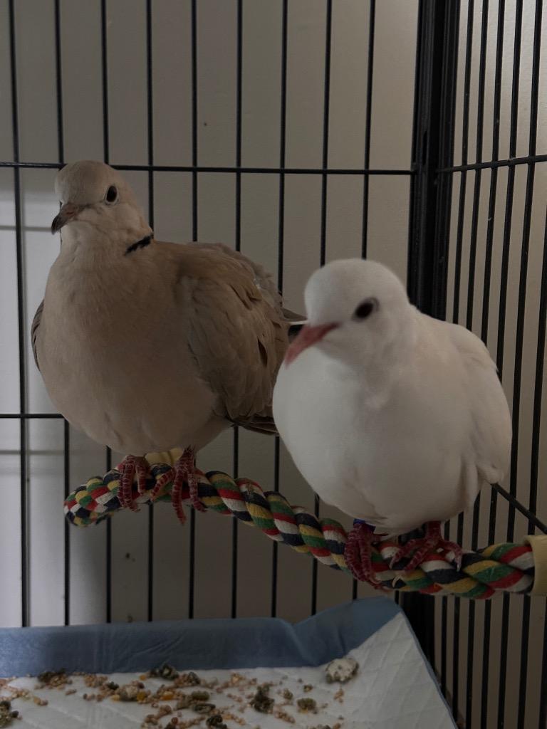 Lillith w/Braveheart, Adoptable, Young Female Dove.