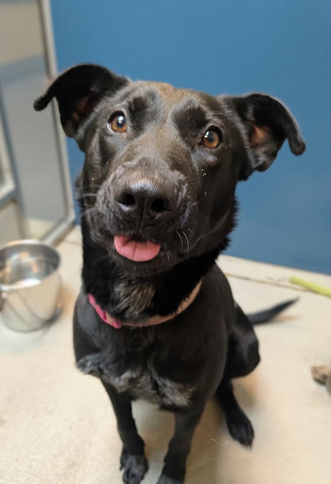 Pepper, a Adoptable mixed breed in Bellingham, WA image 4/6