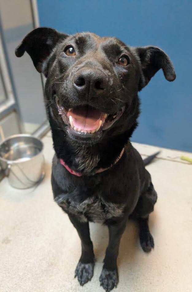 Pepper, a Adoptable mixed breed in Bellingham, WA image 2/6