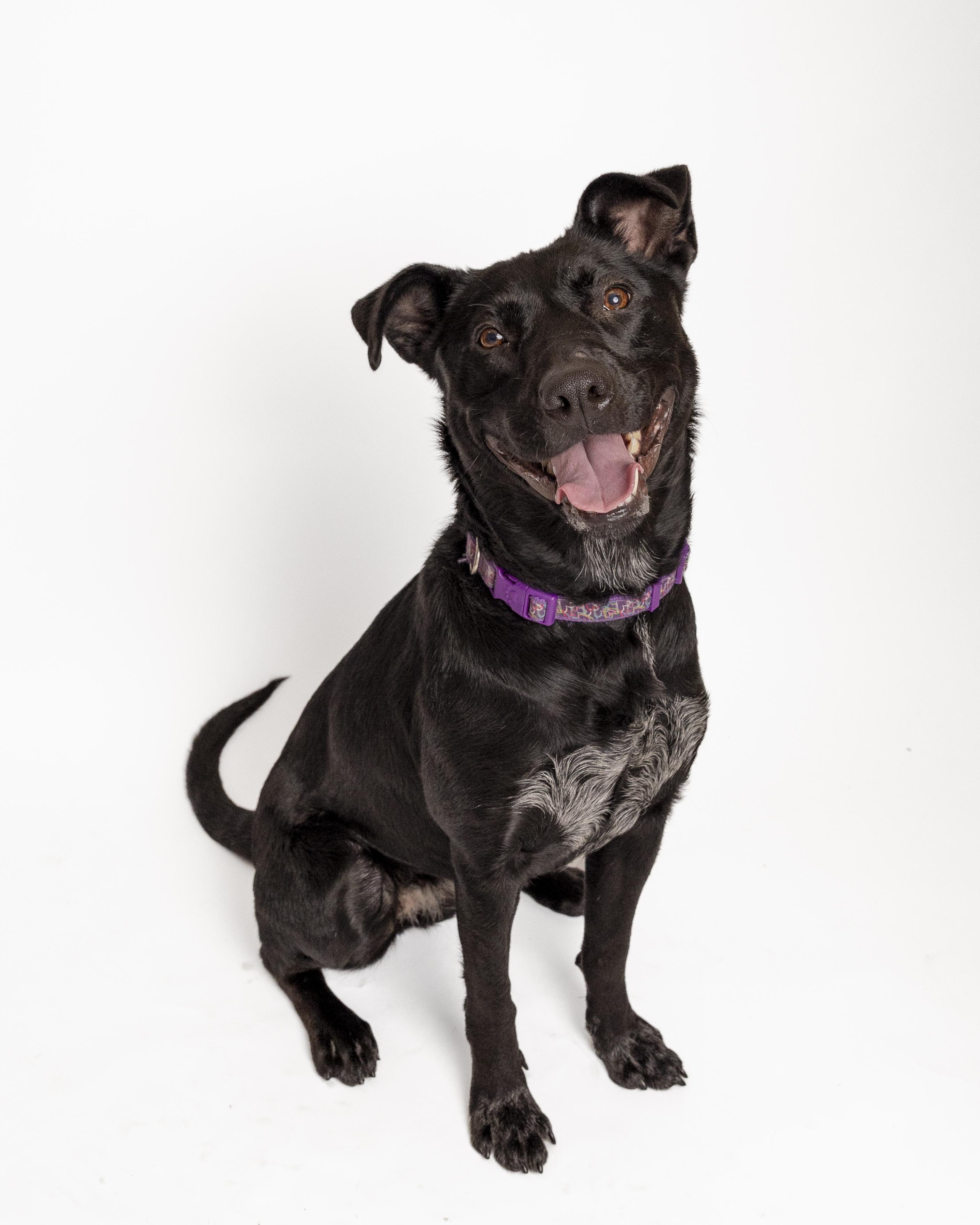 Pepper, a Adoptable mixed breed in Bellingham, WA image 1/6