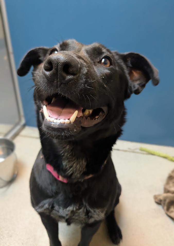 Pepper, a Adoptable mixed breed in Bellingham, WA image 3/6