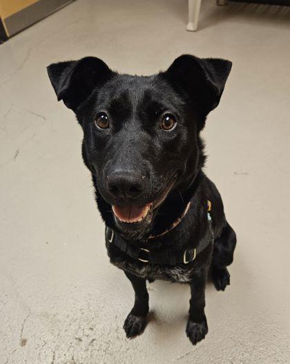 Pepper, a Adoptable mixed breed in Bellingham, WA image 5/6