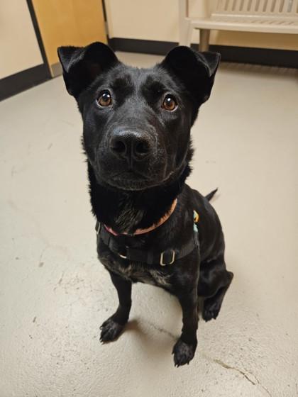 Pepper, a Adoptable mixed breed in Bellingham, WA image 6/6