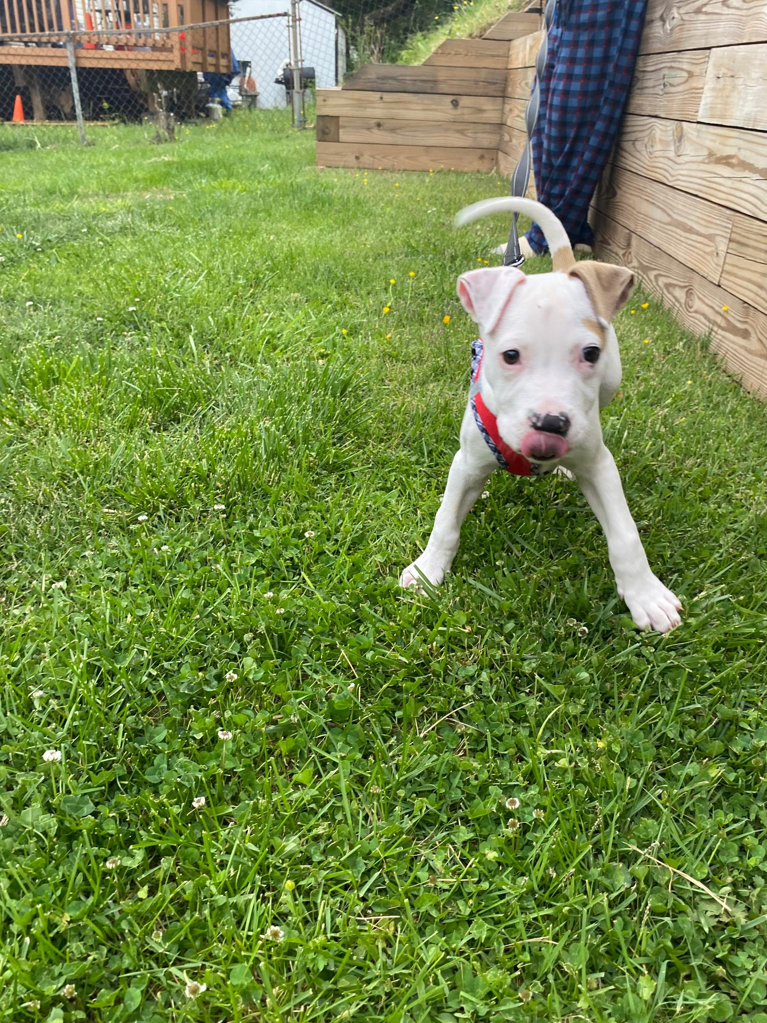 Porthos thumbnail 2