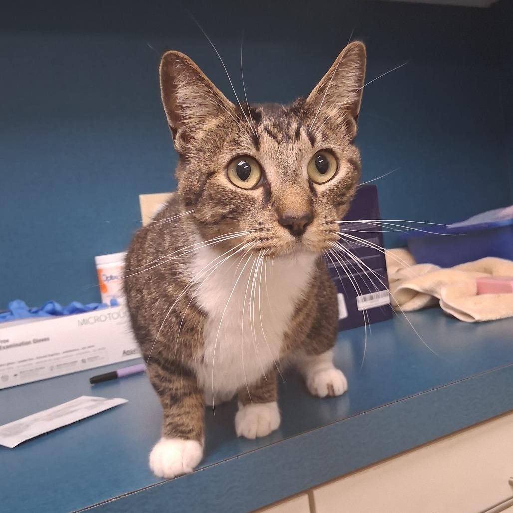 Enlarge Cypress (26-5604), a Adoptable Domestic Short Hair in Fort Smith, AR image 1/1