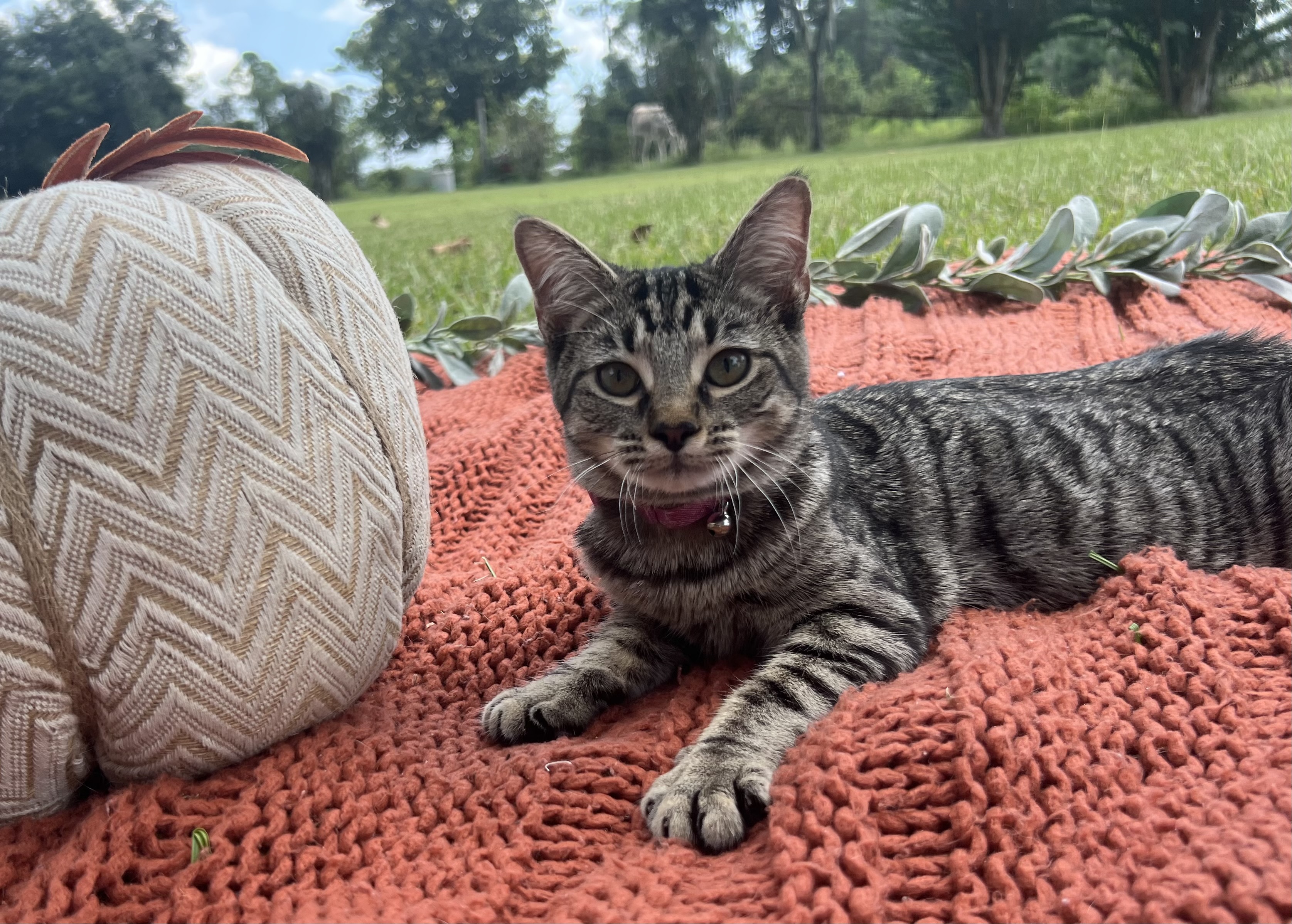 Myla, a Adoptable Domestic Short Hair in Tavares, FL image 2/4