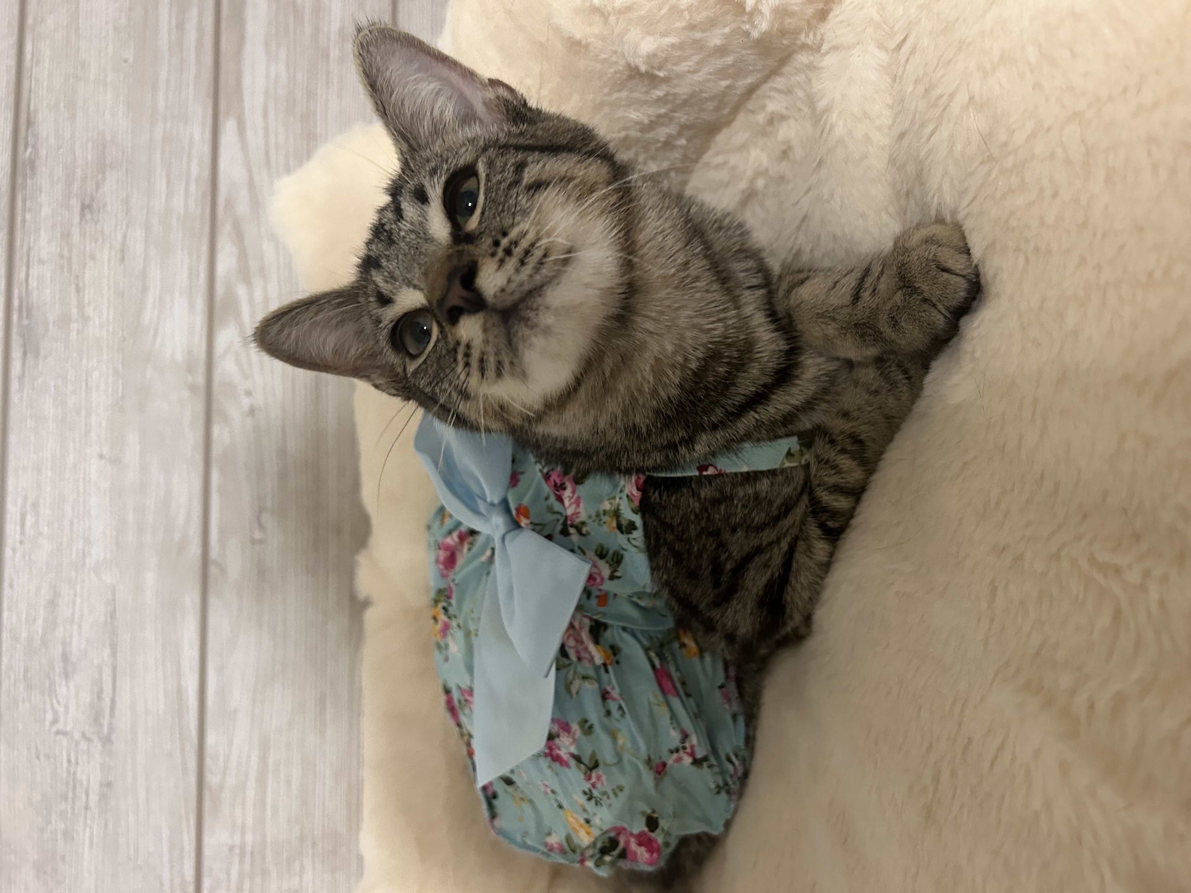 Myla, a Adoptable Domestic Short Hair in Tavares, FL image 4/4