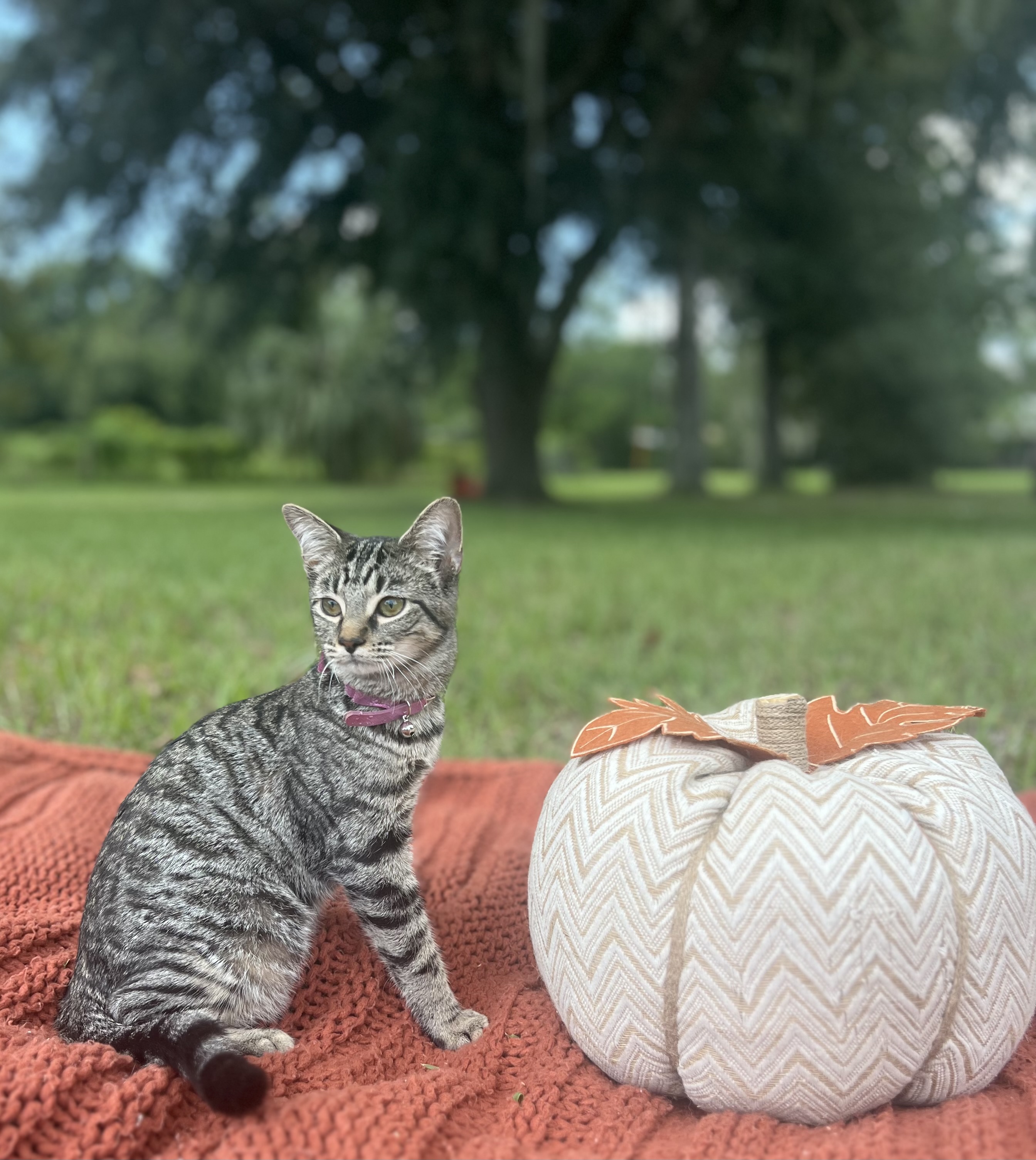 Myla, a Adoptable Domestic Short Hair in Tavares, FL image 3/4