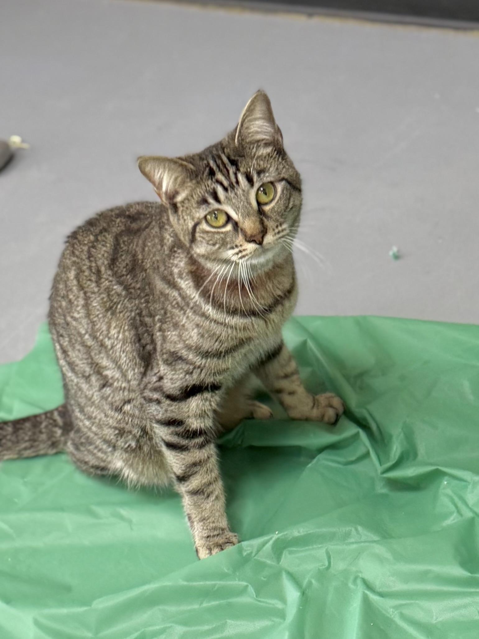 Myla, Young Female Domestic Short Hair