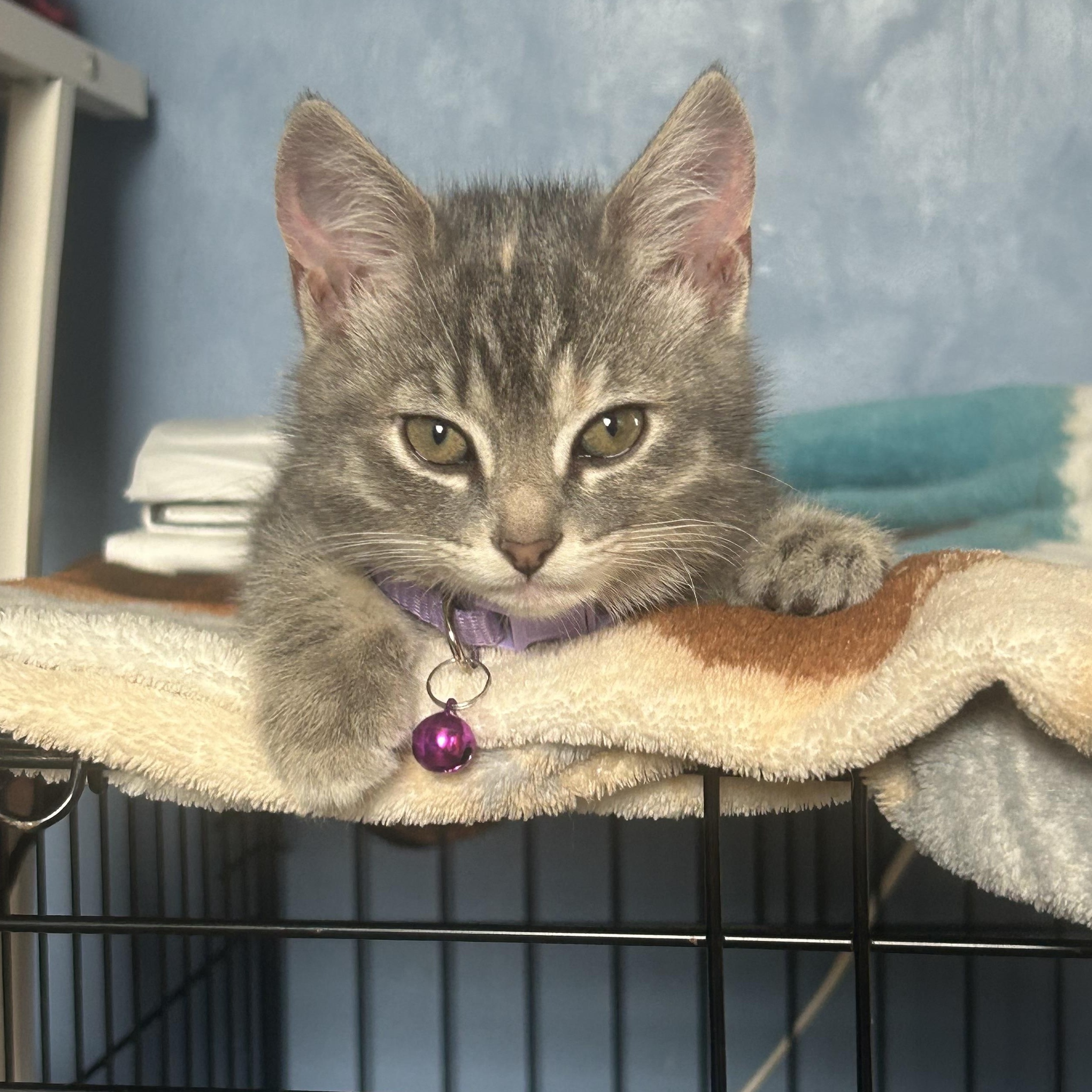 Andy, adopted, Young Female Domestic Short Hair.