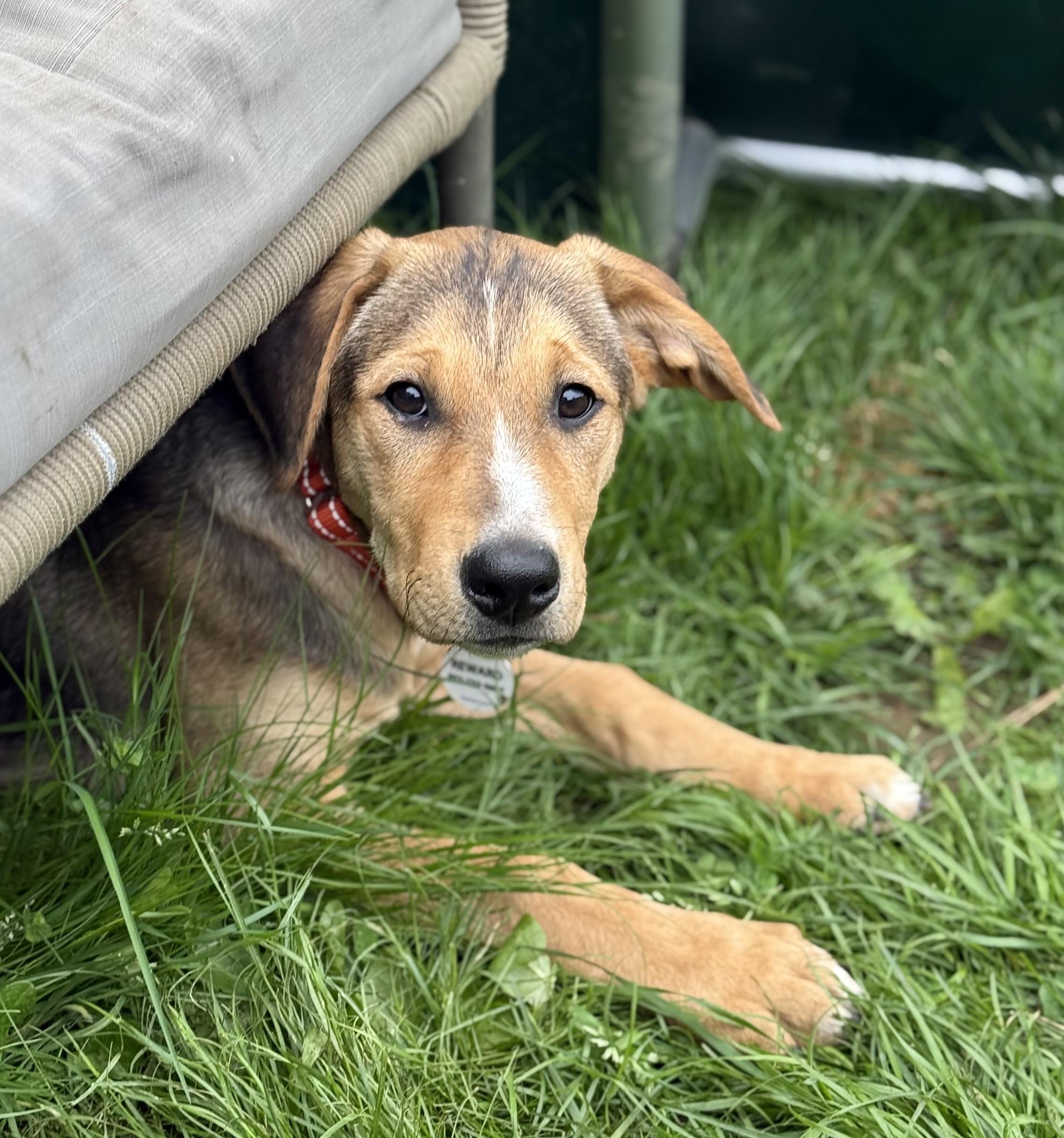 Solange , ADOPTABLE, Puppy Female German Shepherd Dog & Golden Retriever.