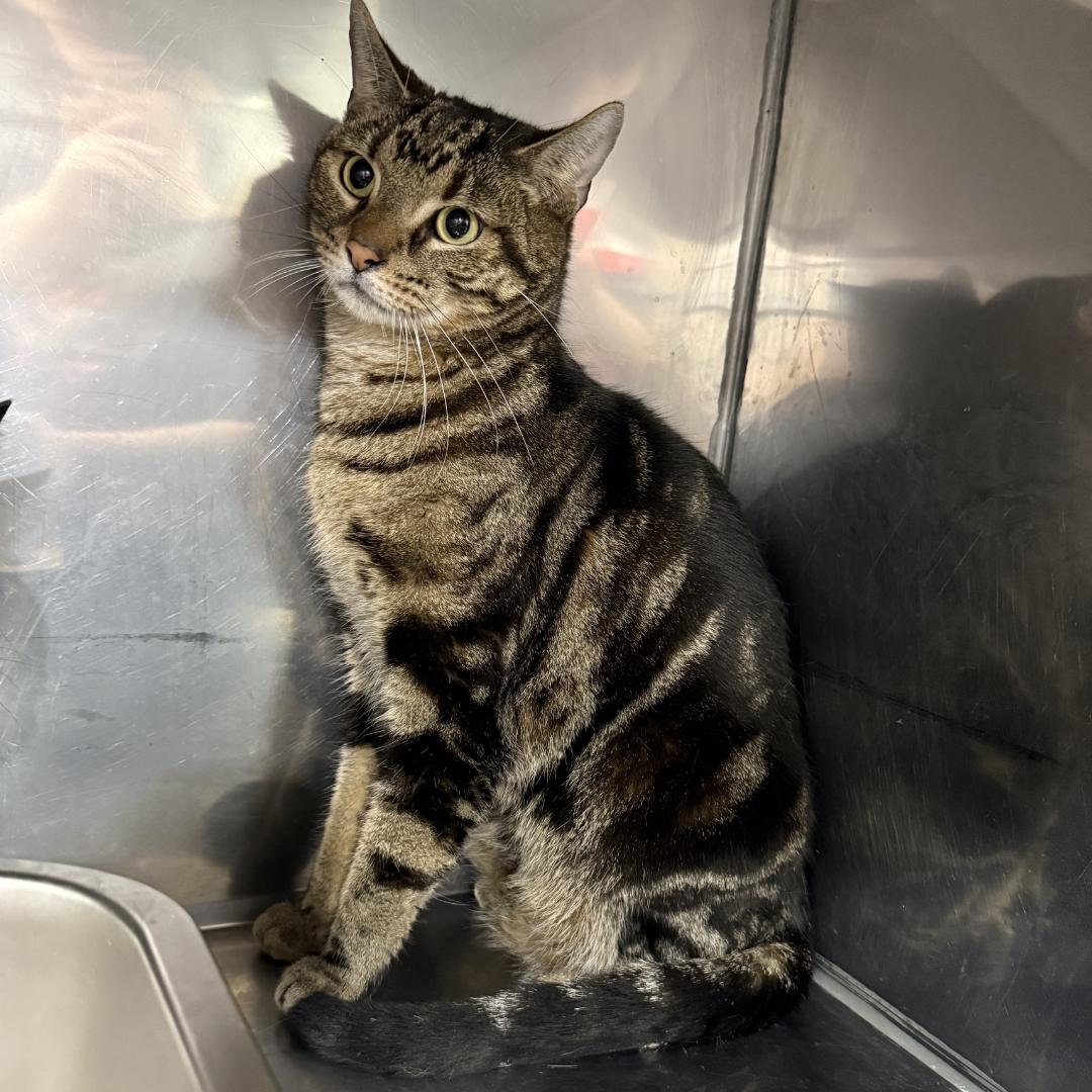 Keanu, ADOPTABLE, Adult Male Domestic Short Hair.