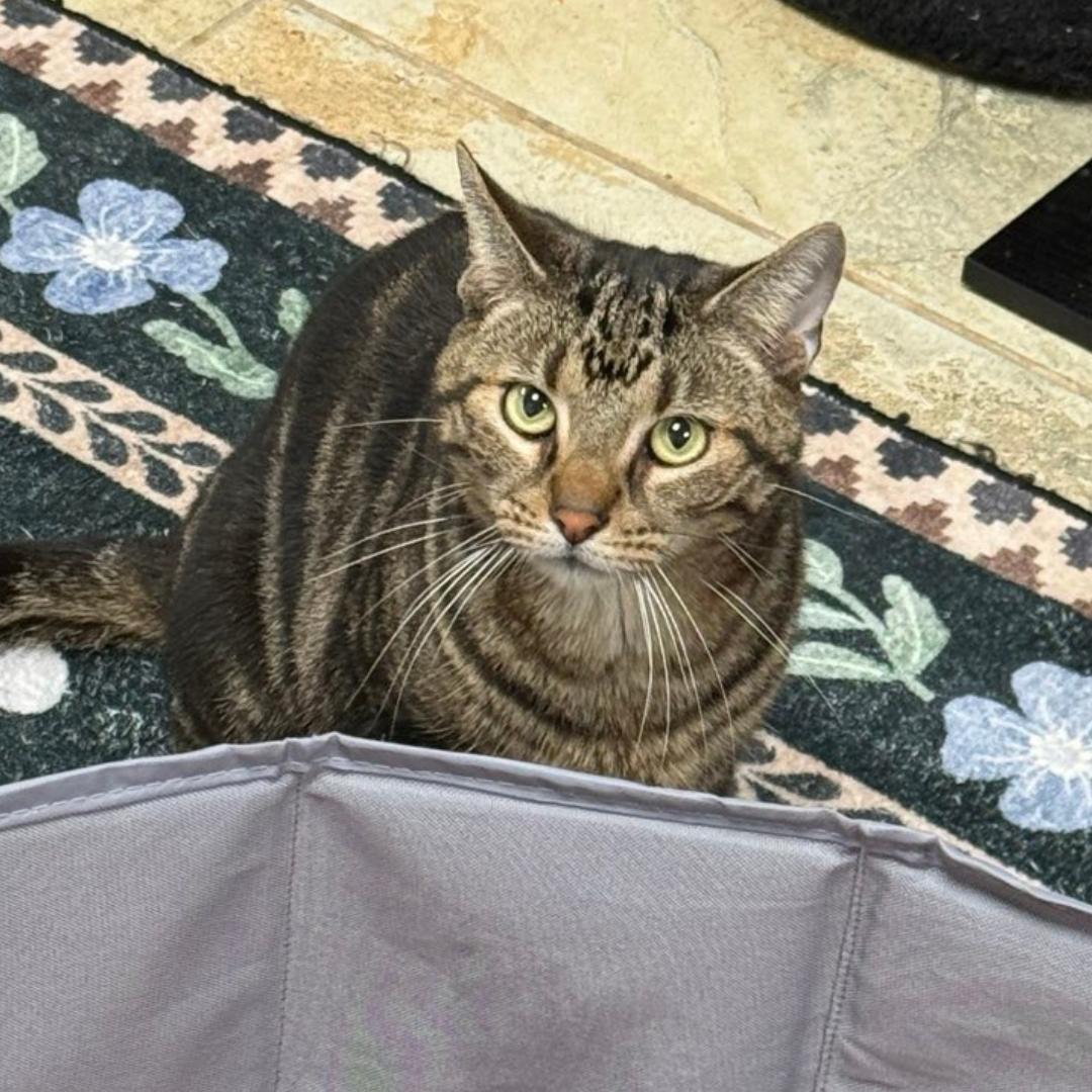 Keanu, ADOPTABLE, Adult Male Domestic Short Hair.