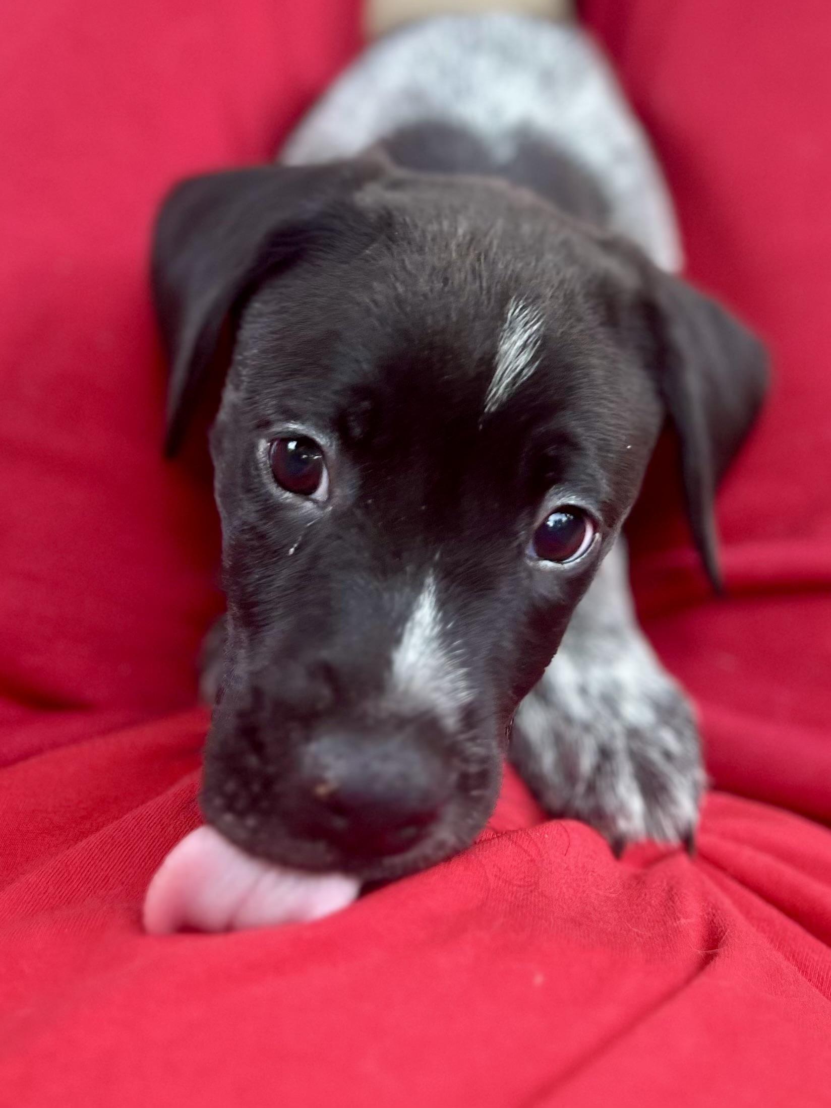 Enlarge Danny Zuko, a Adopted mixed breed in Charlotte, NC image 4/4