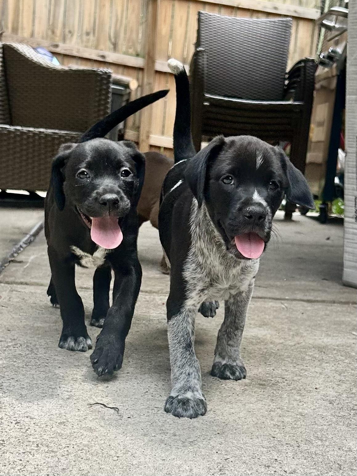 Enlarge Danny Zuko, a Adopted mixed breed in Charlotte, NC image 3/4