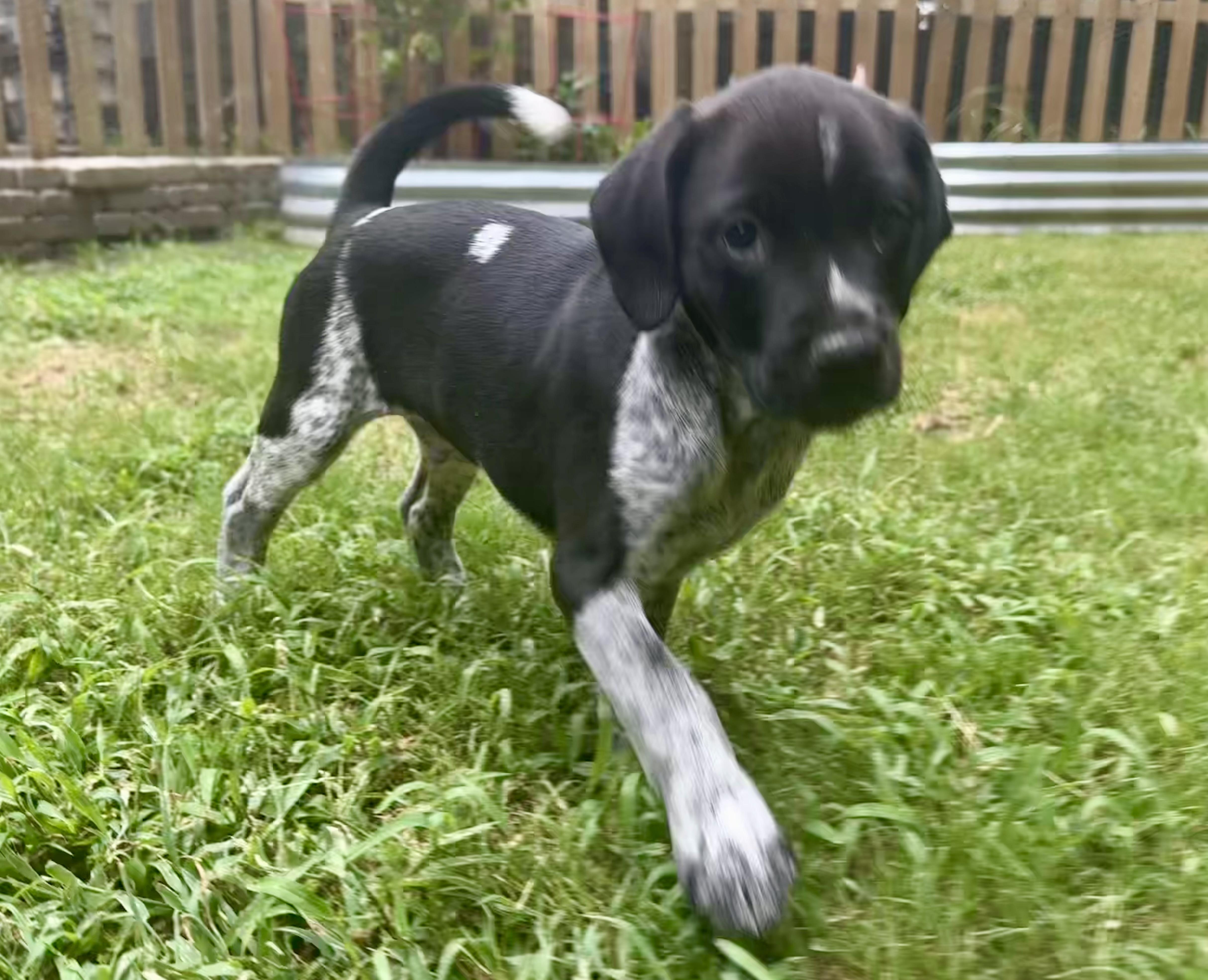 Danny Zuko, Adopted, Puppy Male Mixed Breed.