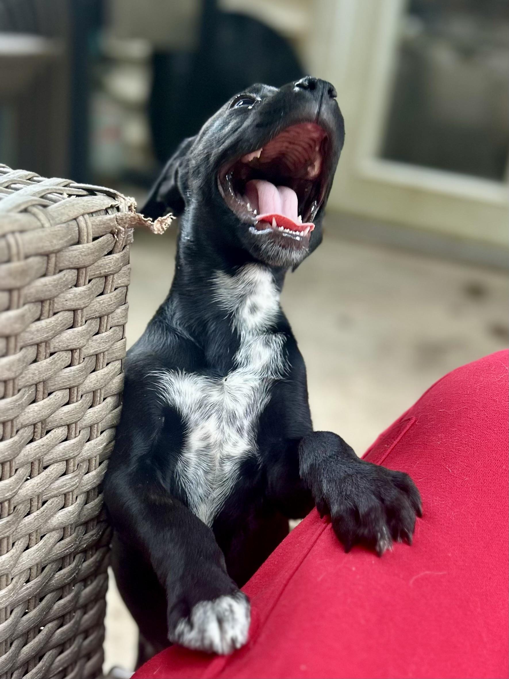 Enlarge Danny Zuko, a Adopted mixed breed in Charlotte, NC image 2/4