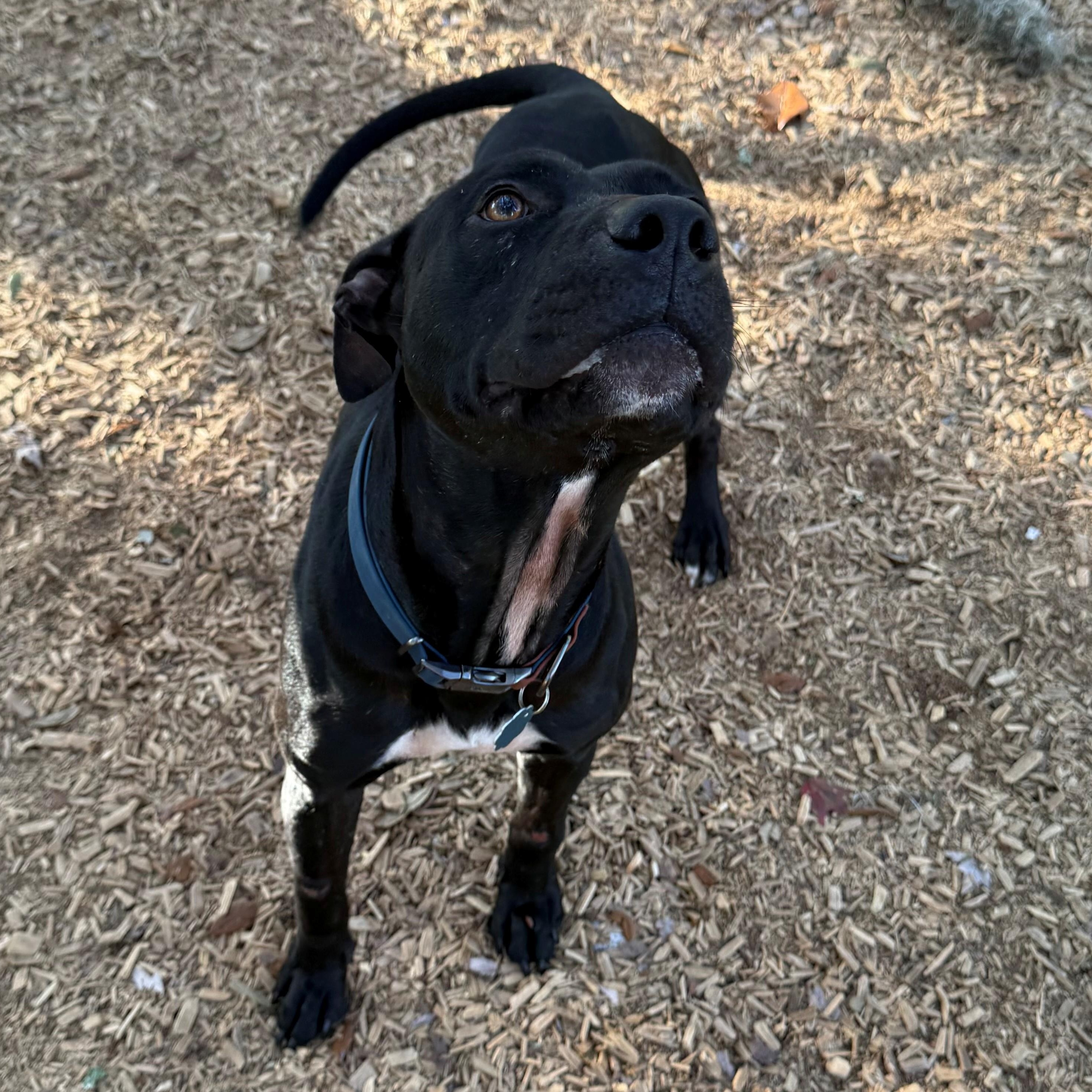 Stanley, a Adoptable Pit Bull Terrier in St. Augustine, FL image 2/4