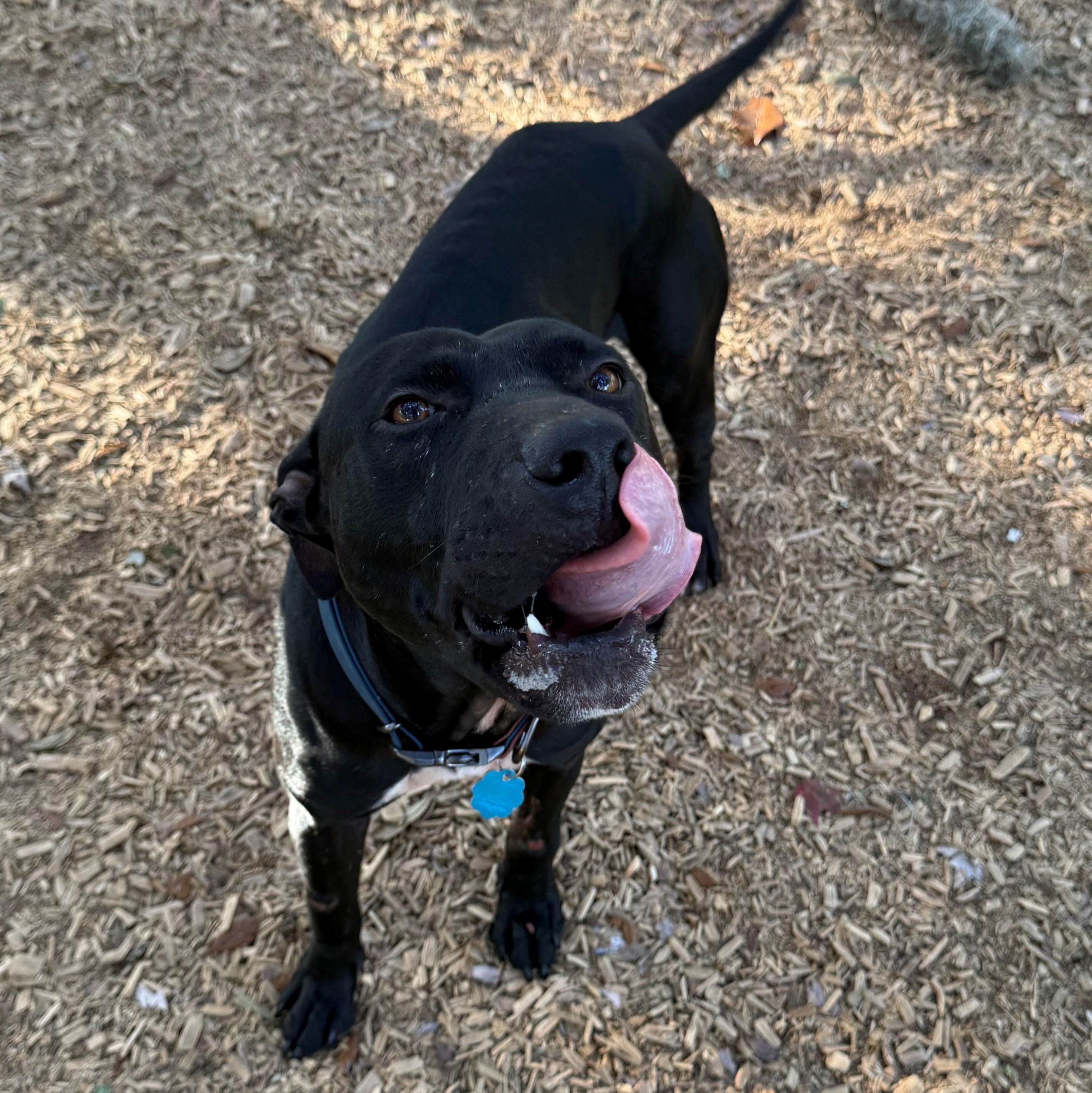Stanley, Adoptable, Adult Male Pit Bull Terrier.
