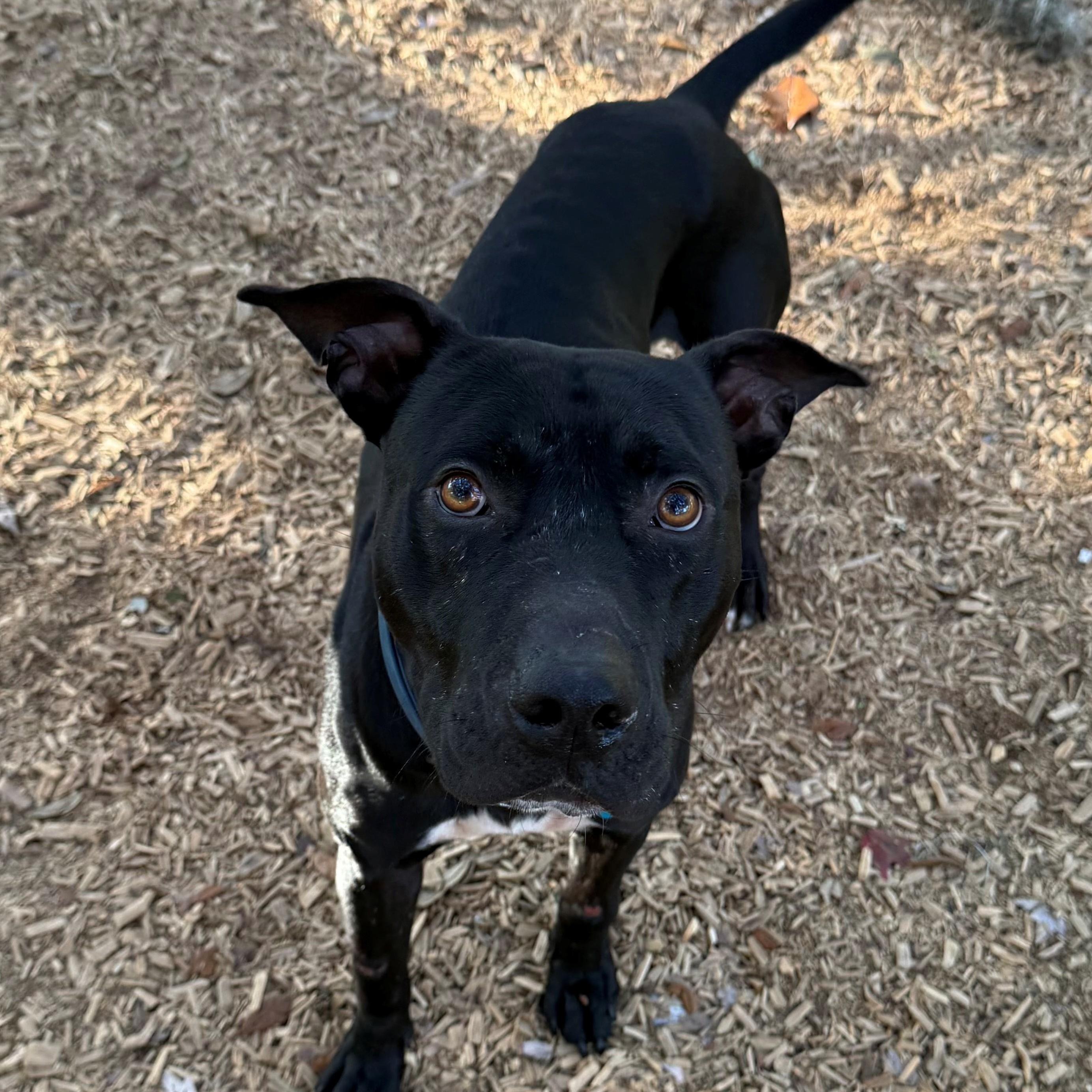 Stanley, a Adoptable Pit Bull Terrier in St. Augustine, FL image 3/4