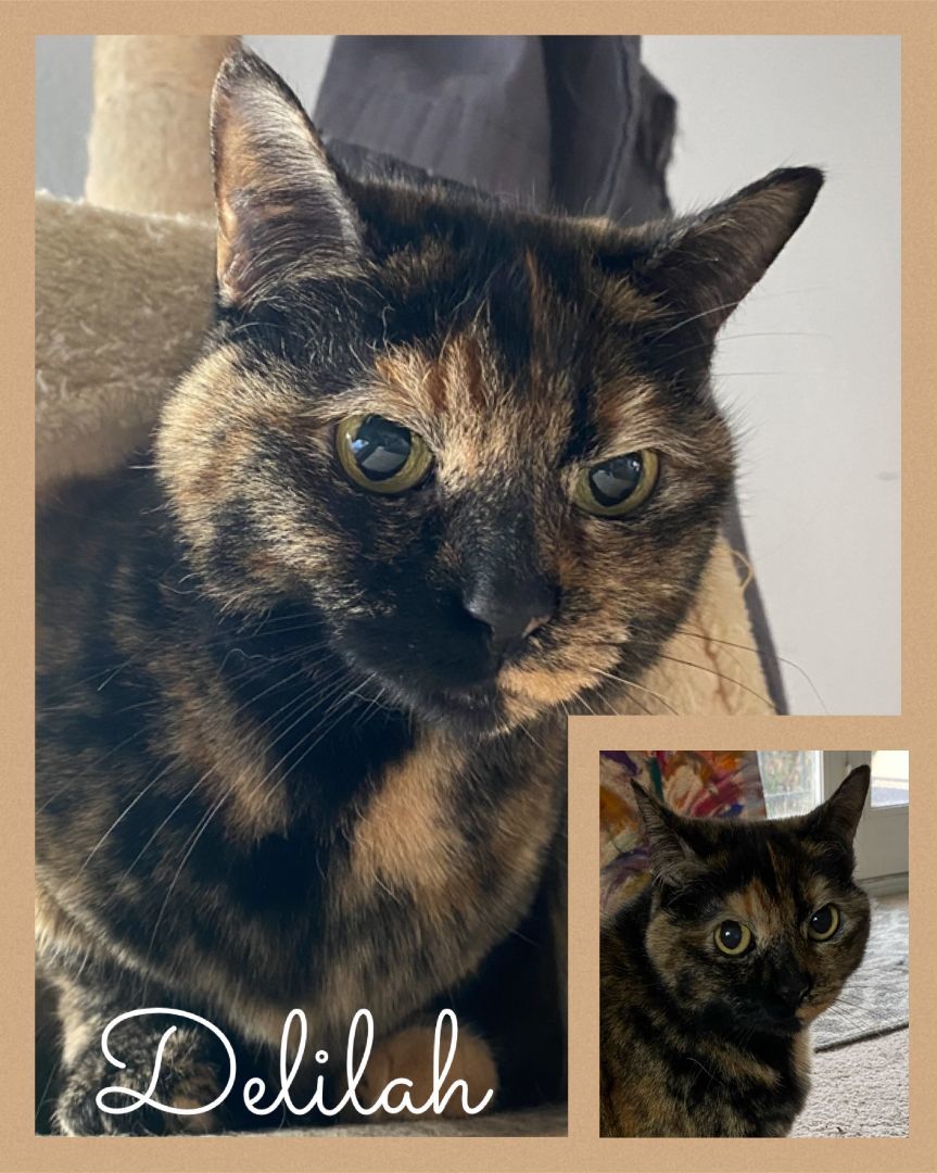 Enlarge Delilah, a Adoptable Tortoiseshell in Fort Worth, TX image 1/1