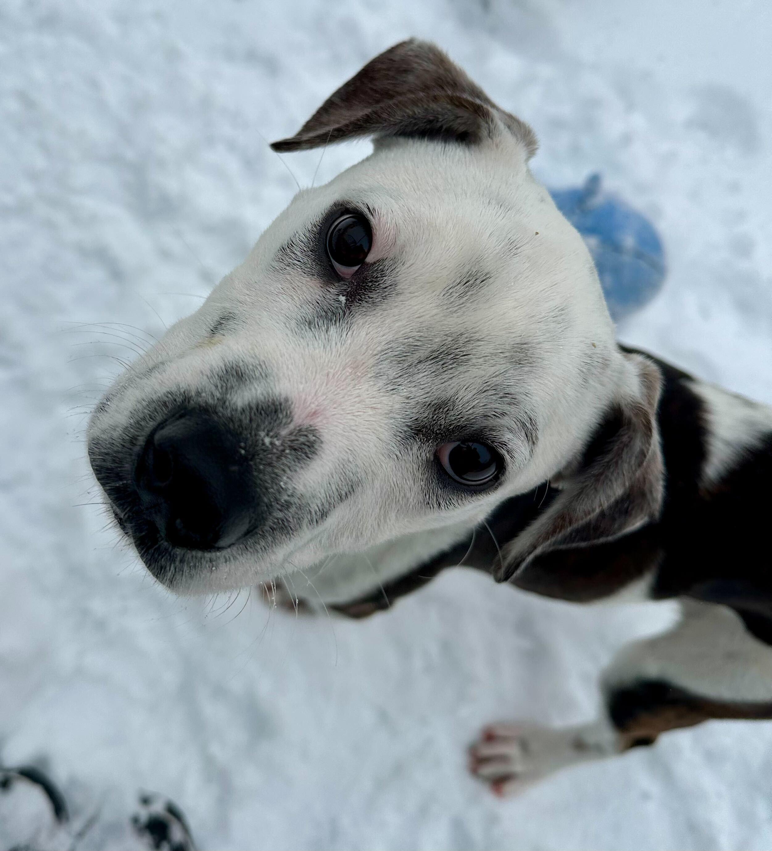 Theodore *HERE IN NH* 5