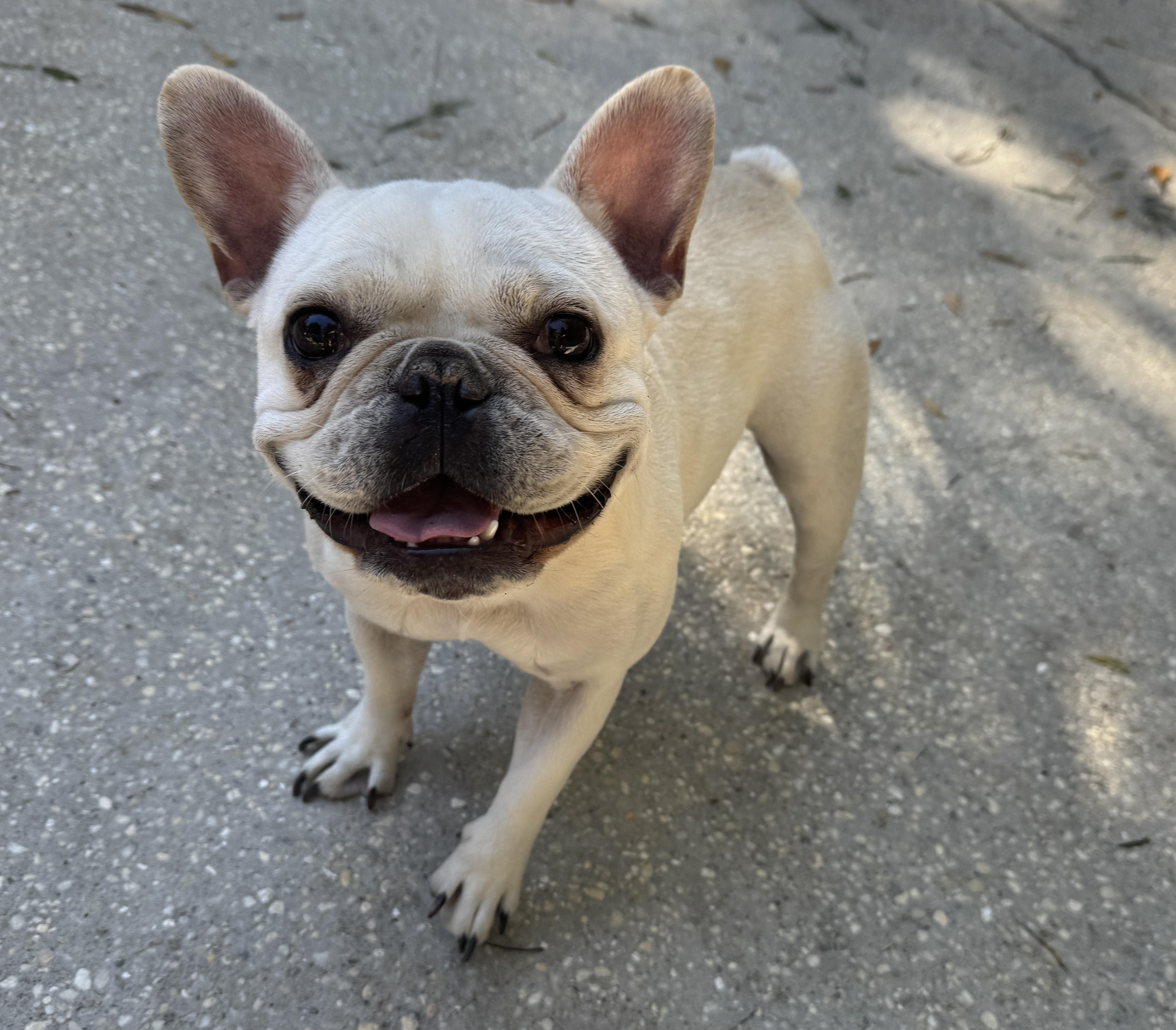 Enlarge Little Louie , an adopted French Bulldog in Navarre, FL image 2/4