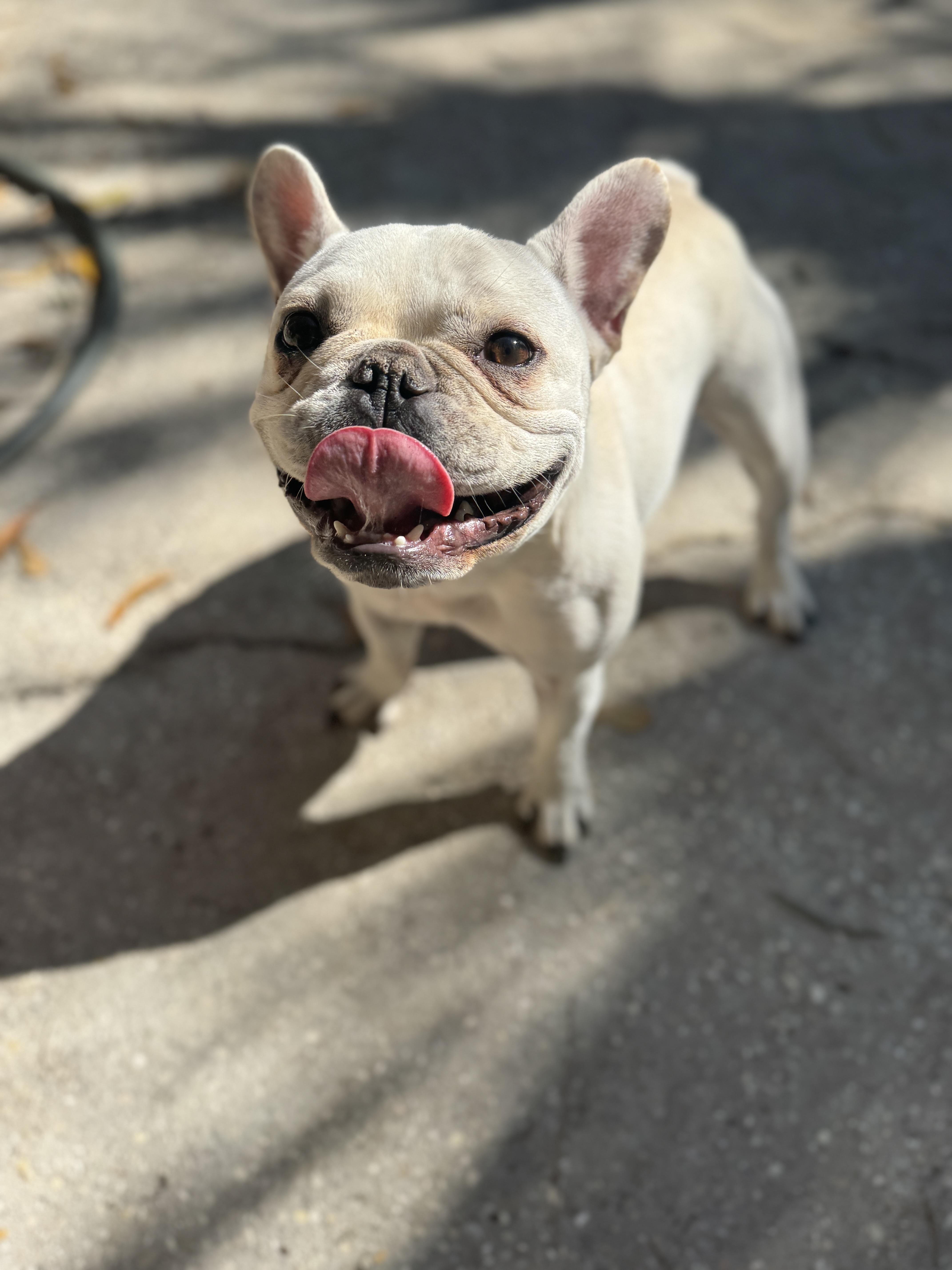 Enlarge Little Louie , an adopted French Bulldog in Navarre, FL image 3/4