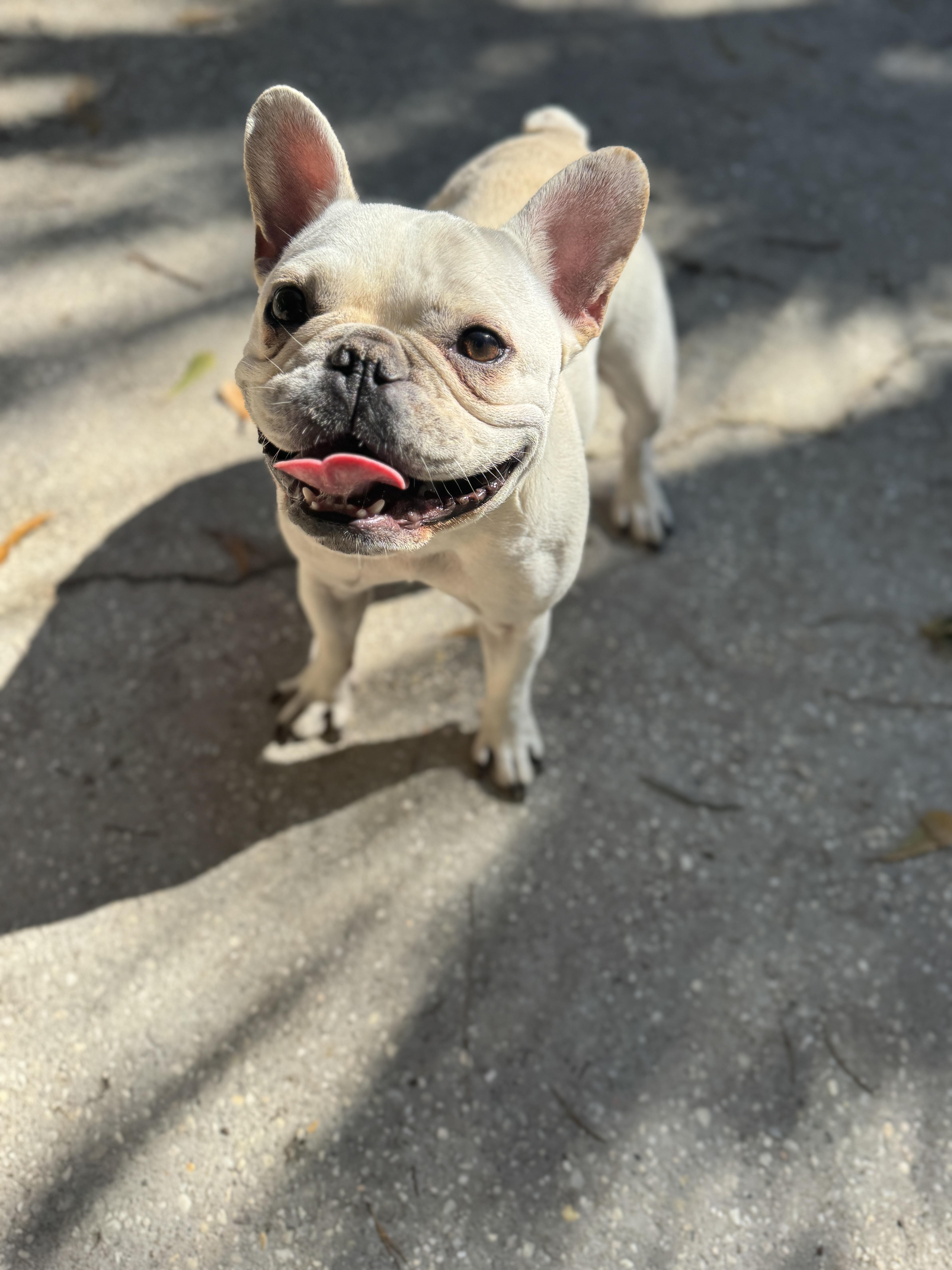 Enlarge Little Louie , an adopted French Bulldog in Navarre, FL image 4/4