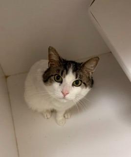 RIFF, Adoptable, Young Male Domestic Short Hair.